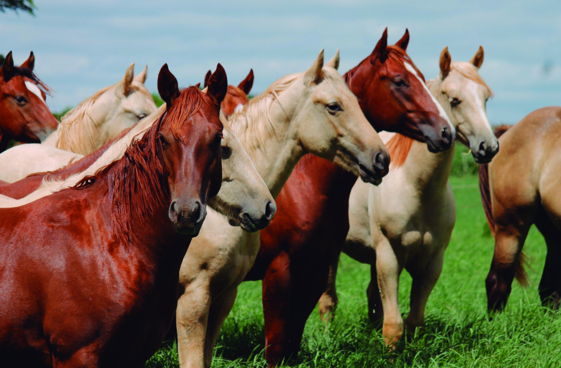 Pela proposta, o governo deverá manter um grupo de estudo setorial permanente sobre a equideocultura que envolve a cadeia produtiva de cavalos, mulas e burros
