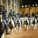 Exposição Brasileira do Cavalo Mangalarga será realizada em Brasília