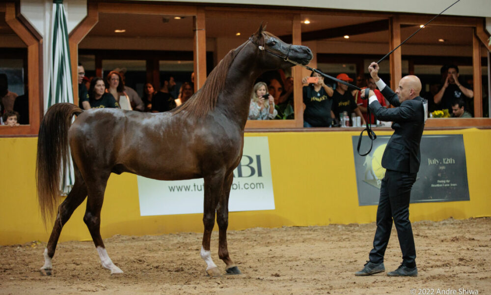 Maior exposição do Cavalo Árabe da América Latina acontece em julho