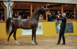 Maior exposição do Cavalo Árabe da América Latina acontece em julho