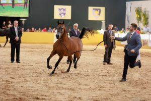 Maior exposição do cavalo Árabe da América Latina será realizada em Indaiatuba (SP)