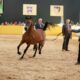 Maior exposição do cavalo Árabe da América Latina será realizada em Indaiatuba (SP)