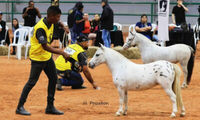 Nacional do Cavalo Pônei acontece até domingo, 116, no interior do Rio