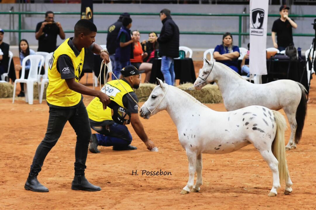 Nacional do Cavalo Pônei acontece até domingo, 116, no interior do Rio
