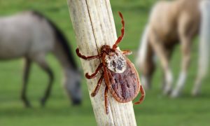 Prevenção e cuidados contra o carrapato que transmite febre maculosa