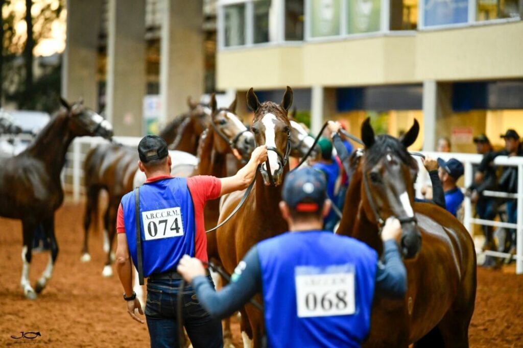 Com mais de 250 animais, a primeira etapa da 19ª Exposição Brasileira do Cavalo Mangalarga bateu recorde de inscrições no interior de SP
