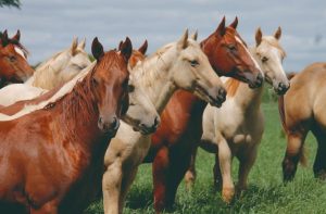 Quarto de Milha lidera rebanho equino no Brasil, segundo o Ministério da Agricultura