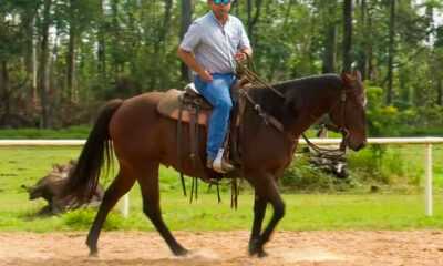 TV UC ensina como treinar o cavalo para perder a barriga grande