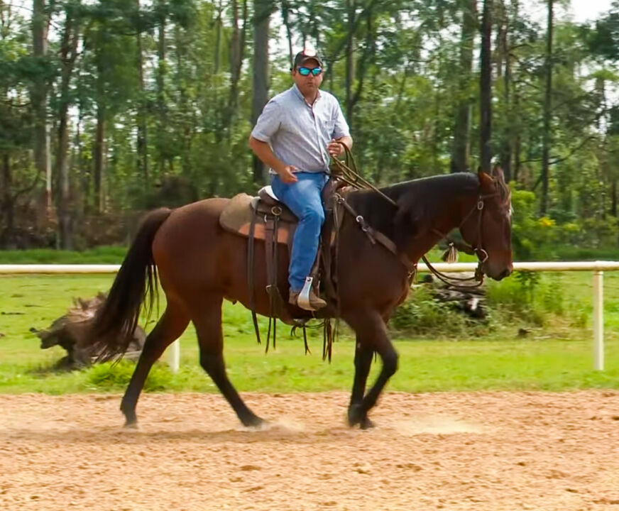 TV UC ensina como treinar o cavalo para perder a barriga grande