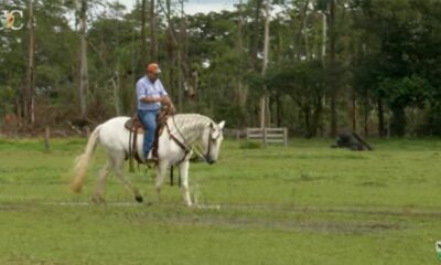 TV UC explica como fazer o cavalo agir com naturalidade em situações desconhecidas