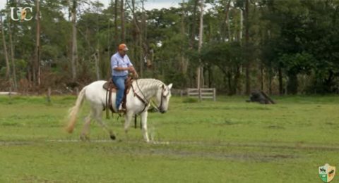 TV UC explica como fazer o cavalo agir com naturalidade em situações desconhecidas
