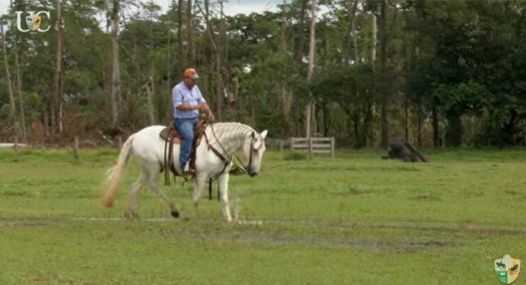 TV UC explica como fazer o cavalo agir com naturalidade em situações desconhecidas