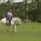 TV UC explica como fazer o cavalo agir com naturalidade em situações desconhecidas