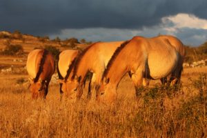 Cavalos selvagens e a luta para não serem extintos