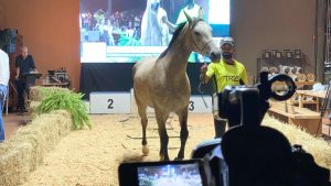 2º Leilão de Coberturas, Óvulos e Embriões Enduro Equestre promete fomentar a modalidade