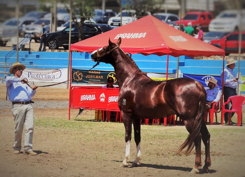 Cavalo Mangalarga é uma das atrações da EAPIC 2023 em São João da Boa Vista (SP)