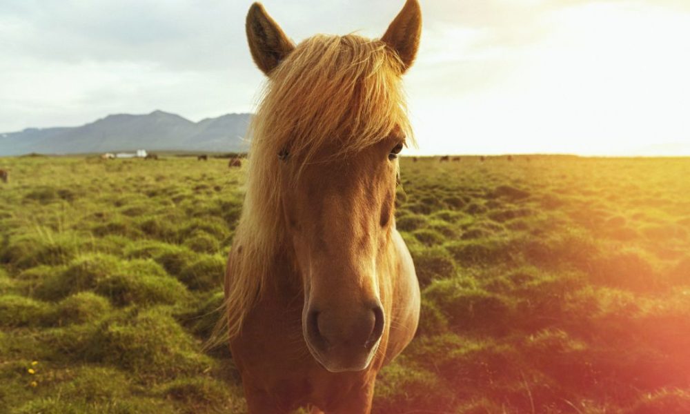 Cavalos são protagonistas de lendas fascinantes