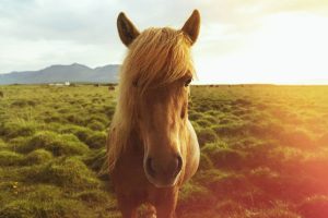 Cavalos são protagonistas de lendas fascinantes