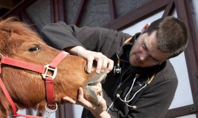 Dentição dos cavalos pode ajudar na estimativa da idade