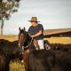 Dia do Pecuarista: cavalos são destaque no setor agropecuário