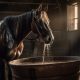 Dicas para manter os cavalos hidratados durante provas e competições