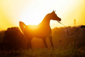 Farm Tour do Haras Vila dos Pinheiros apresentará seleto grupo de animais da raça Árabe