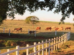 Haras 2 Meninas disponibiliza 100% do seu plantel durante Leilão Parceiros de Raça