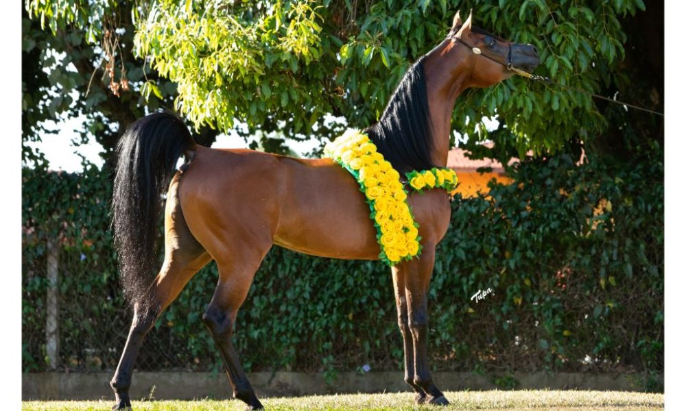 Haras Cruzeiro celebra 40 anos com leilão especial durante a 42ª Exposição do Cavalo Árabe