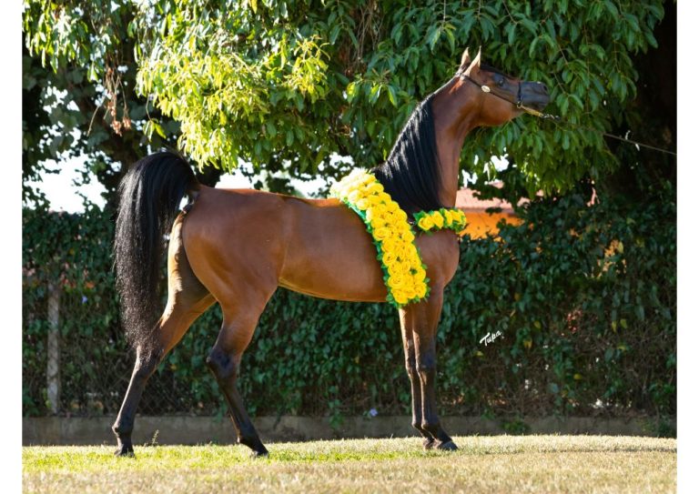 Haras Cruzeiro celebra 40 anos com leilão especial durante a 42ª Exposição do Cavalo Árabe