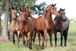 Haras Fazenda Mosquito se prepara para a realização de seu tradicional leilão