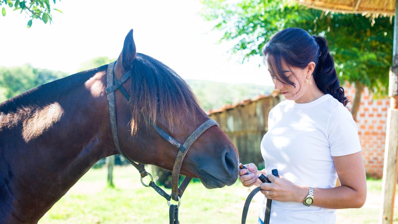 Oleos essenciais podem ser aliados no tratamento de cavalos