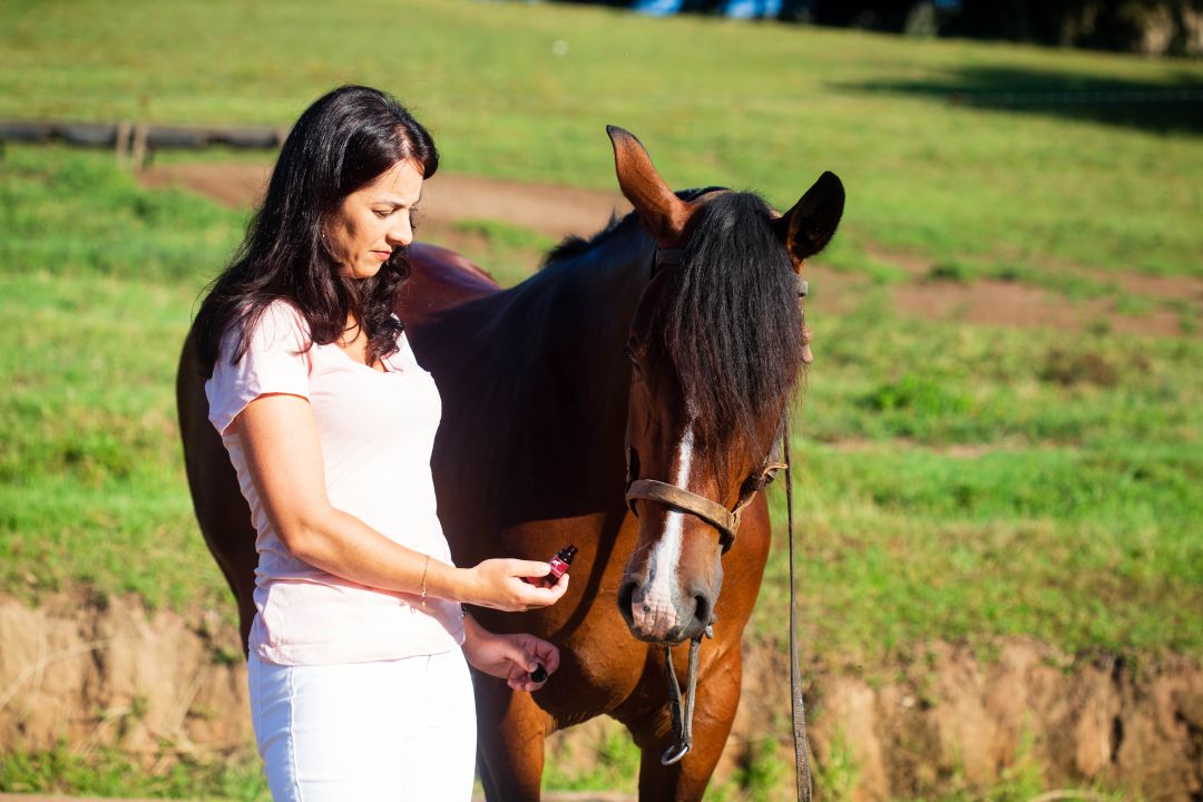 Óleos essenciais podem ser aliados no tratamento de cavalos