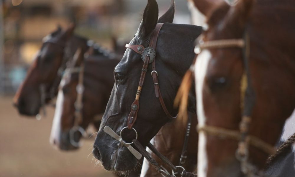 Palestras, provas e leilões acontecem na Nacional do Cavalo Mangalarga Marchador