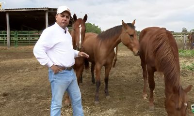 TV UC dá dicas sobre cuidados com os cavalos chucros