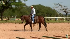 TV UC explica sobre equitação clássica e western