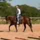 TV UC explica sobre equitação clássica e western
