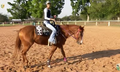TV UC tira dúvidas se é possível treinar o cavalo duas vezes no mesmo dia