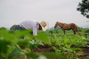 ´Dia do Produtor Rural´ é celebrado no Brasil neste dia 28/07