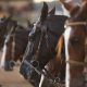 40ª edição da Nacional do Cavalo Mangalarga Marchador registra balanço positivo 