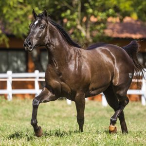 Big Projeto do Rancho Promissão ganha novo participante 