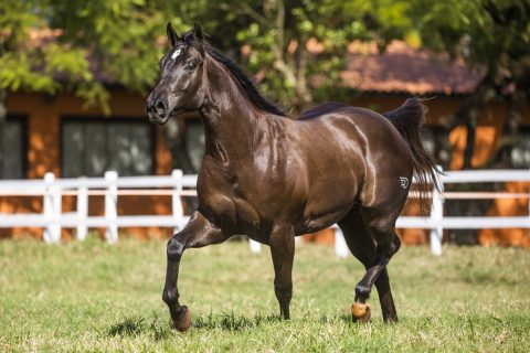 Big Projeto do Rancho Promissão ganha novo participante 