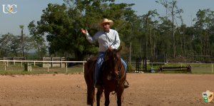 Como fazer exercícios com cavaletes para aprimorar as transições do seu cavalo