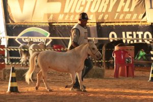 Comunicação de coberturas de cavalos da raça Pônei já pode ser realizada