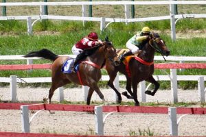 Corrida do cavalo Árabe acontece neste sábado no Jockey Club de São Paulo 