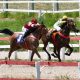 Corrida do cavalo Árabe acontece neste sábado no Jockey Club de São Paulo