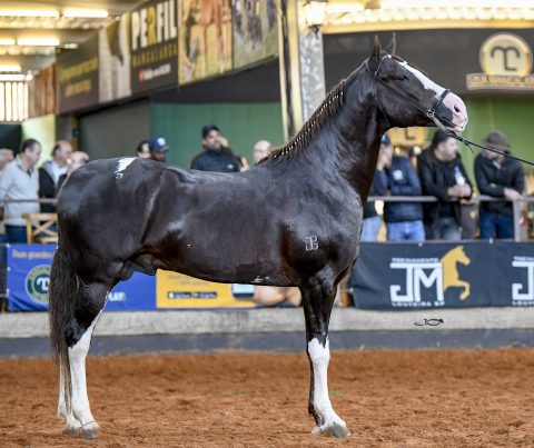 Expo Jahu recebe a Exposição Regional do Cavalo Mangalarga