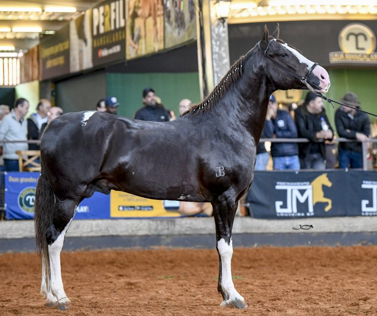 Expo Jahu recebe a Exposição Regional do Cavalo Mangalarga