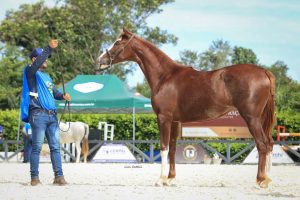 Exposição Agropecuária de Palmeiras de Goiás terá participação do Cavalo Mangalarga 