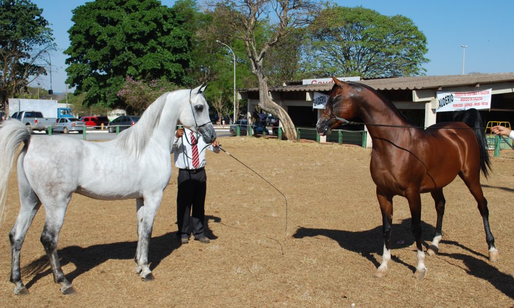 Exposição do cavalo Árabe é destaque na programação da ExpoAbra 2023