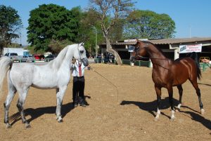 Exposição do cavalo Árabe é destaque na programação da ExpoAbra 2023